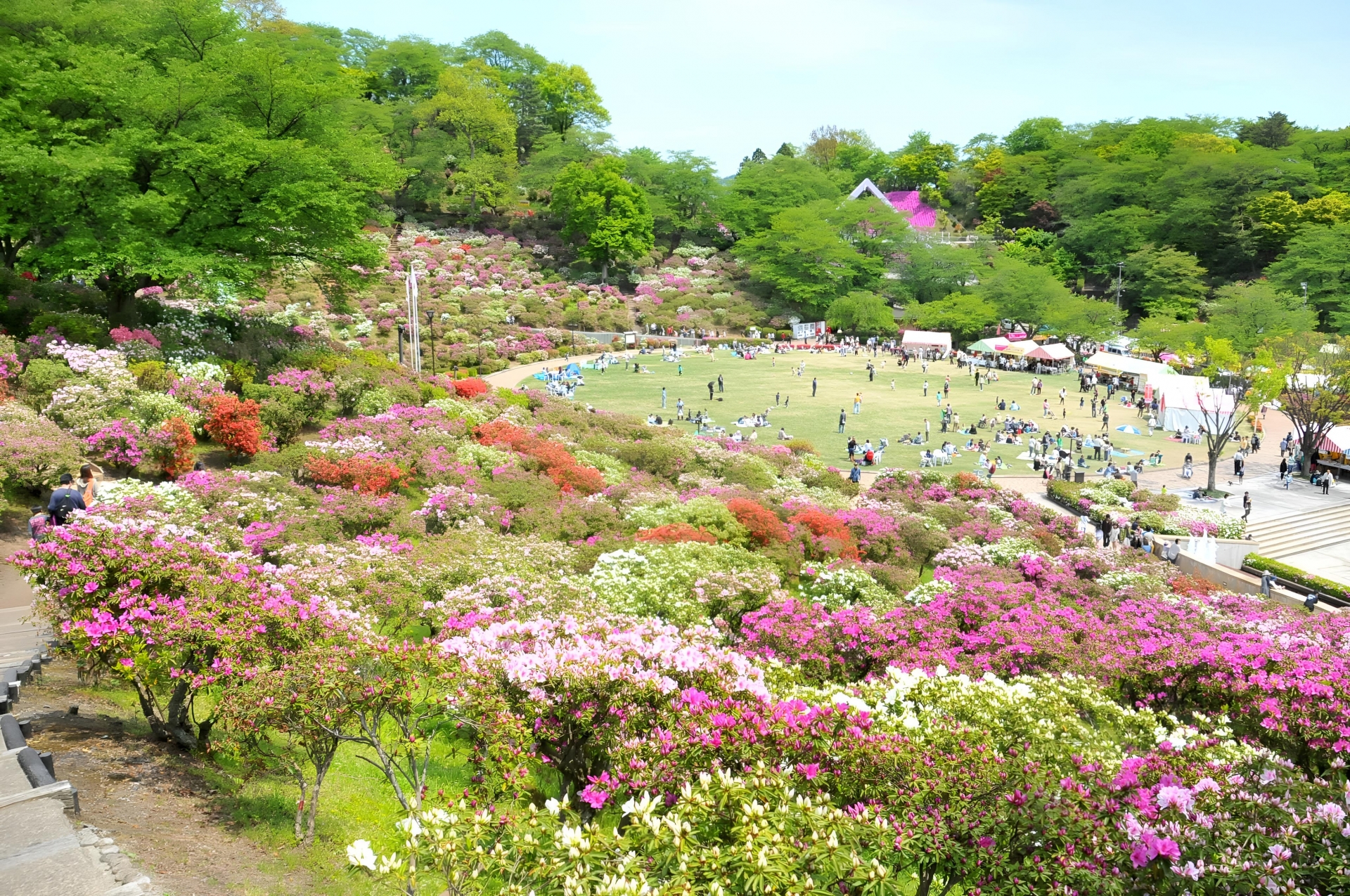 福井県の花々